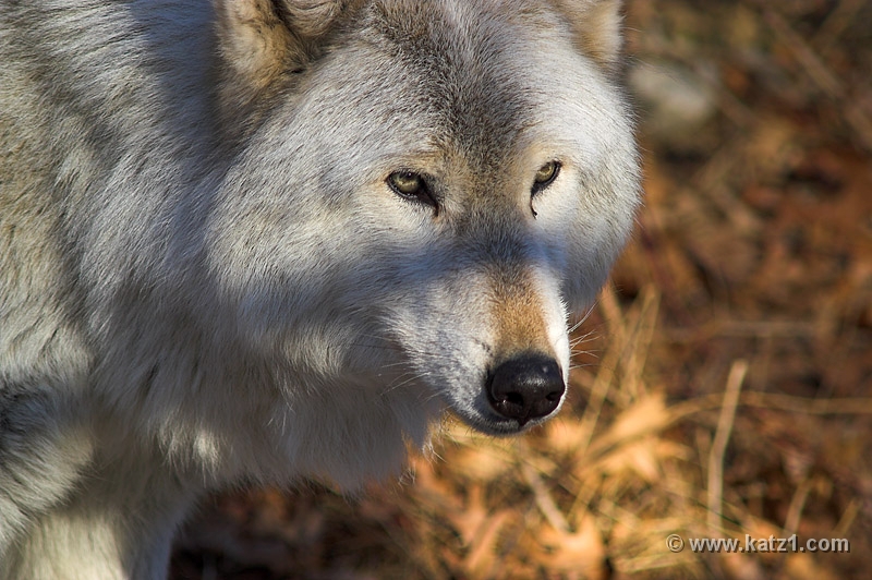 Arctic Wolf 048